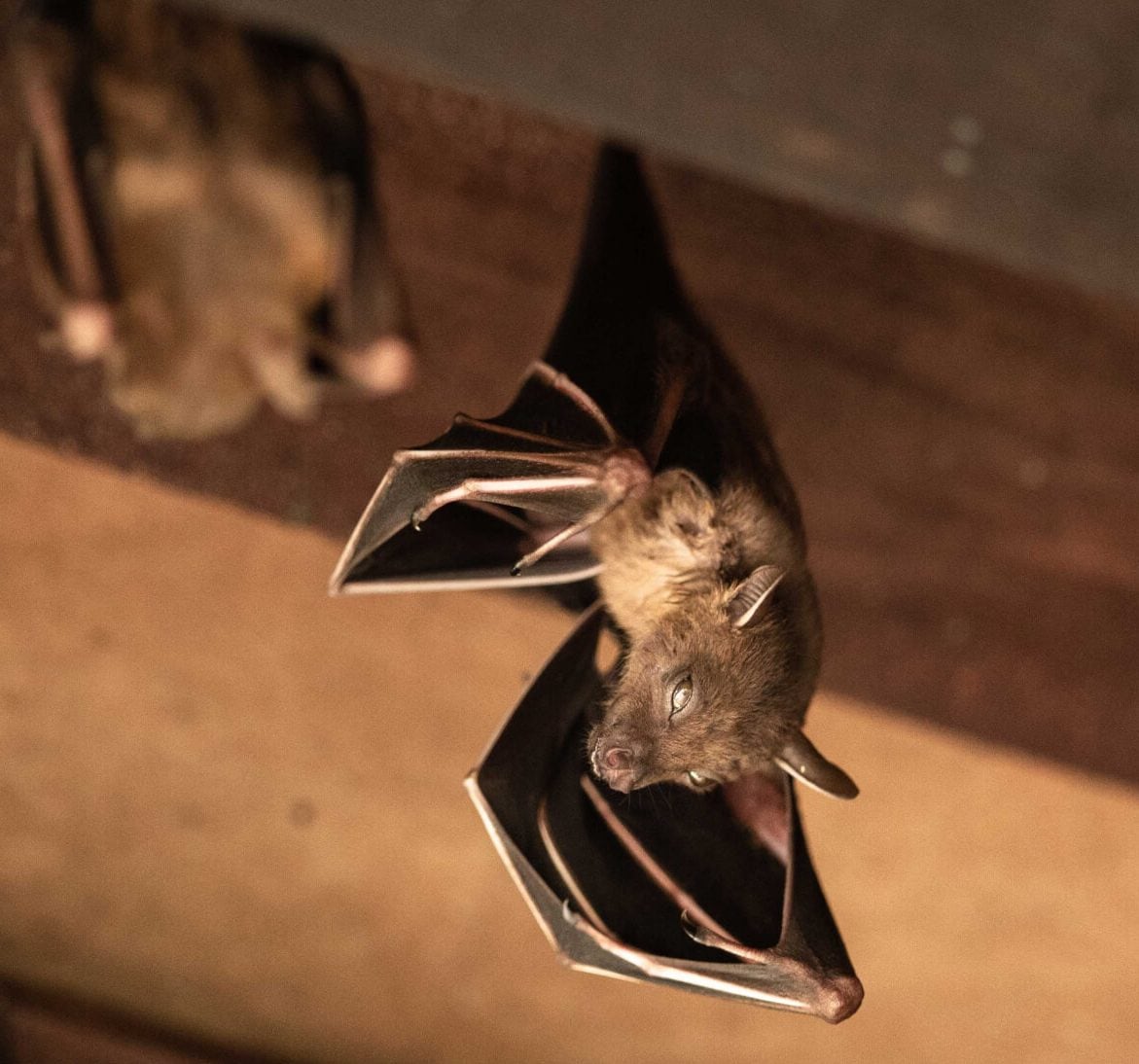 Wildlife-Bats in Los Angeles